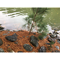 King tide Yorktown image
